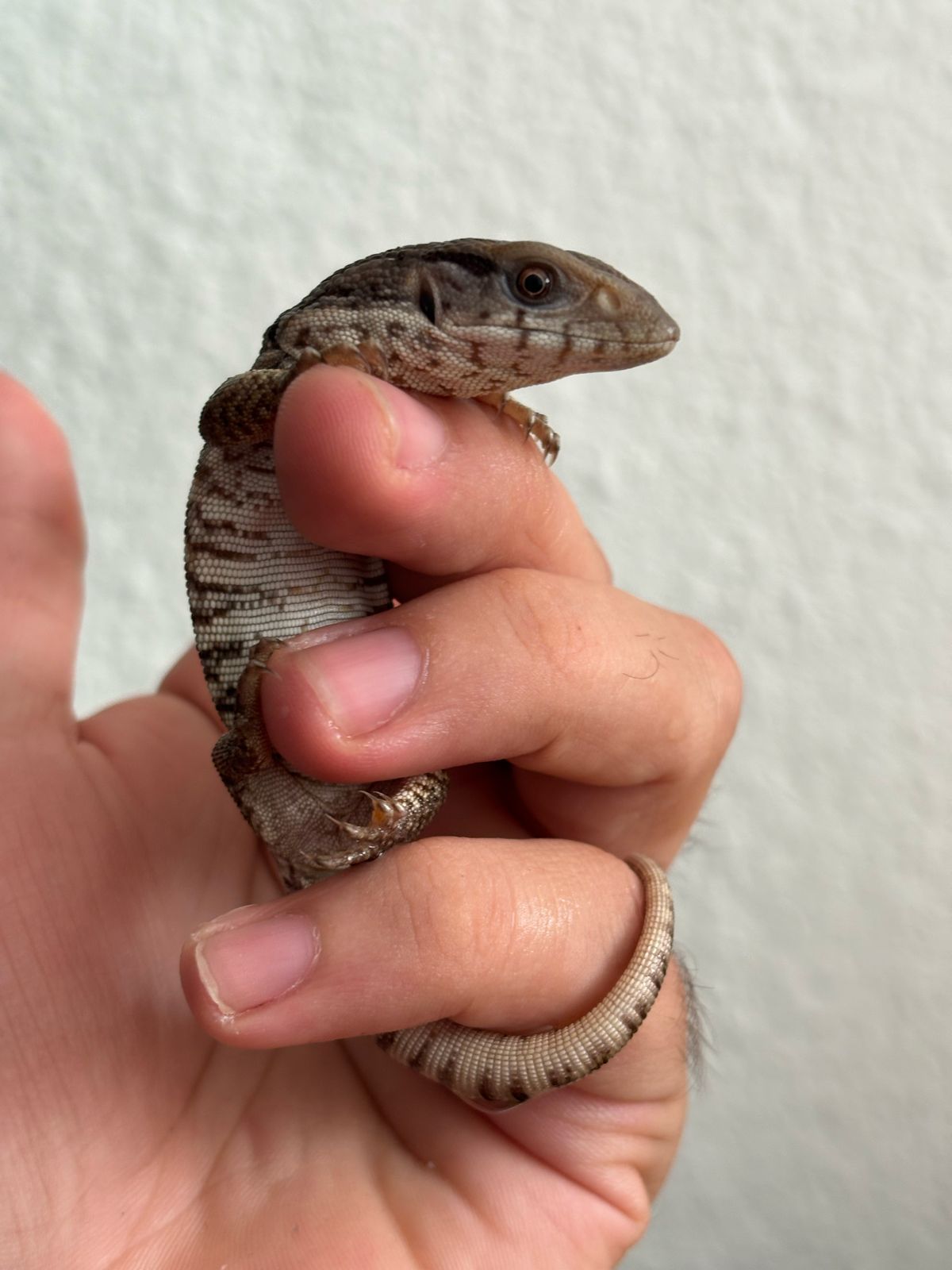 Varanos en Venta