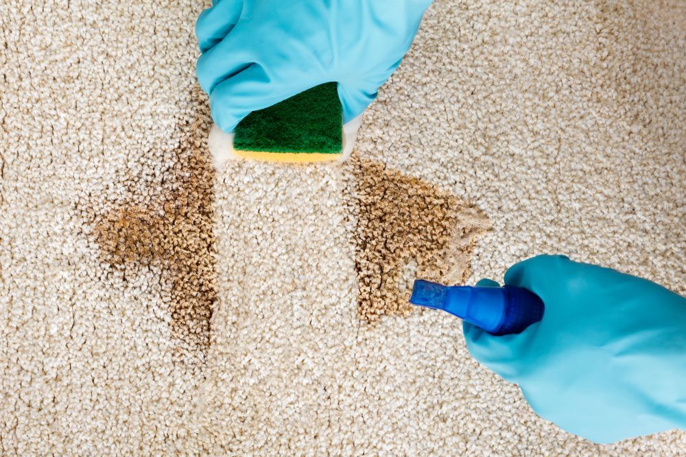 Manos con guantes azules limpiando una mancha marrón en una alfombra beige con una esponja y una botella con pulverizador.