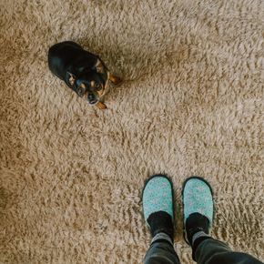 Small black-and-tan dog looking up at a person’s turquoise slippers on a beige carpet.