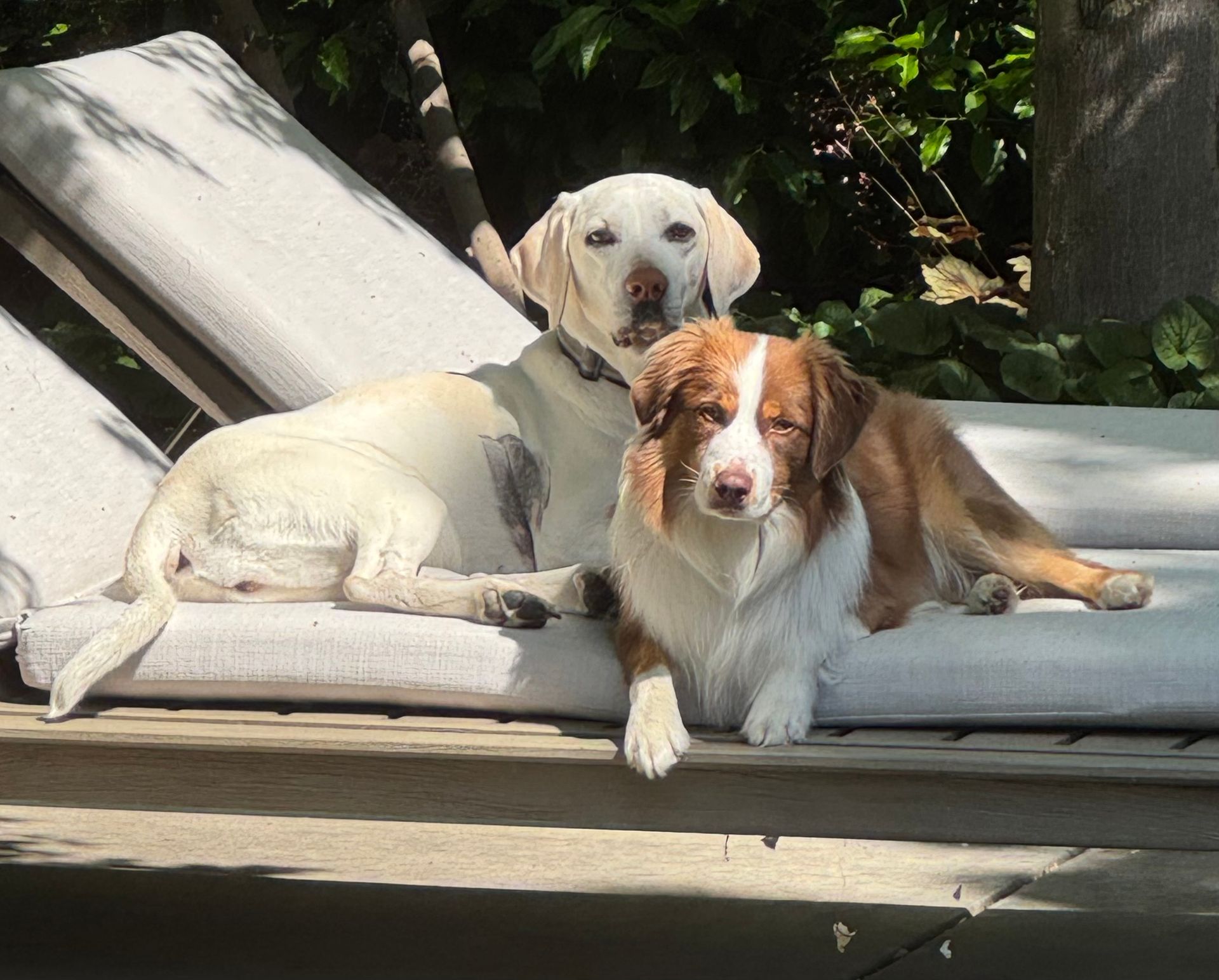 Two dogs lying on a white outdoor lounge chair in sunlight, with one tan and white and one mostly white.