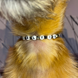 Close-up of a small dog wearing a black-and-white bead collar that spells “ALVON”