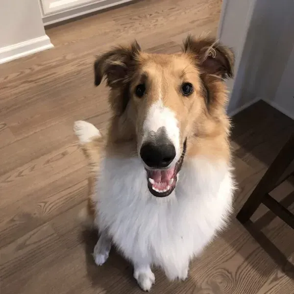 Collie dog with a white and tan coat sits on a wood floor, looking at the camera with a happy expression.