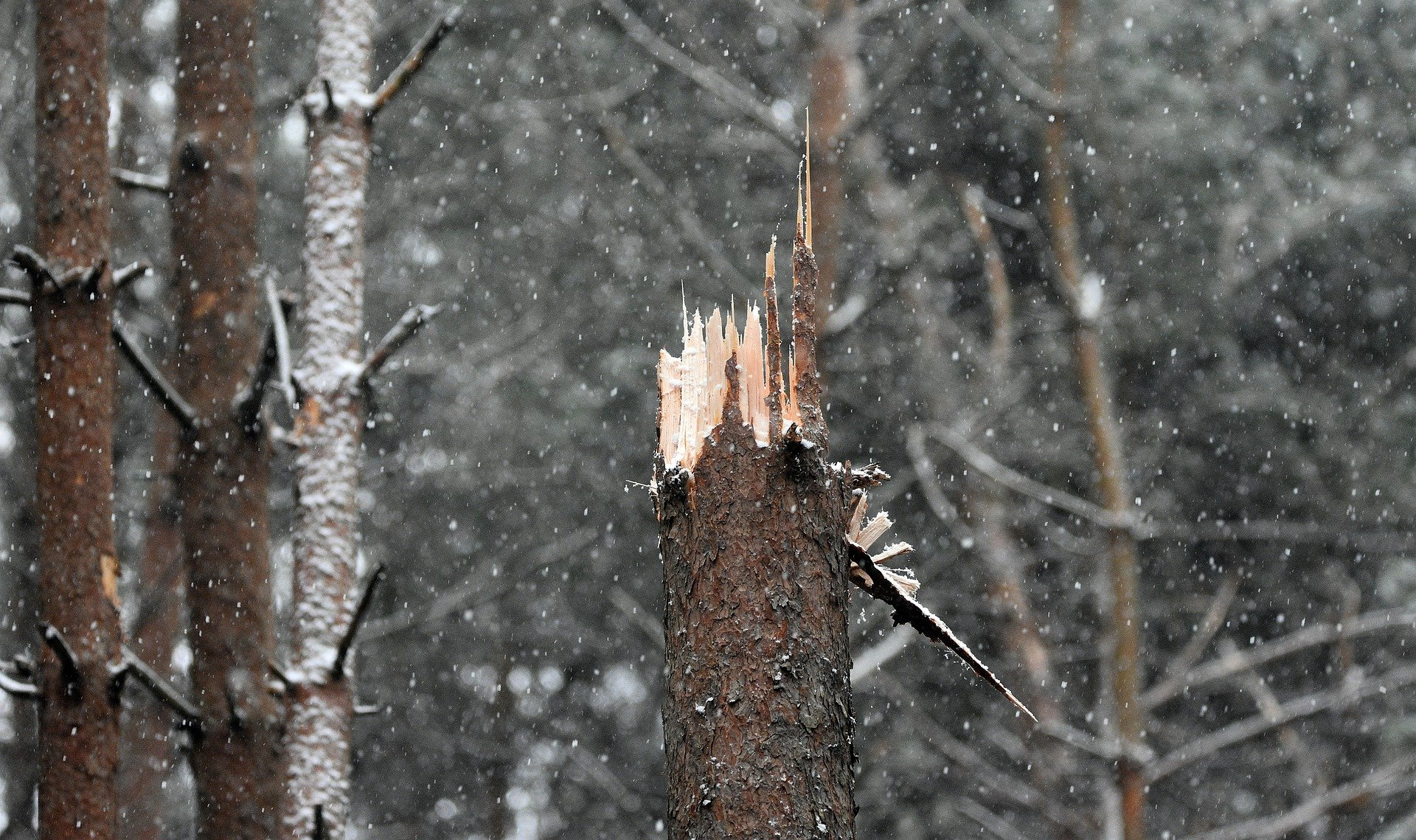 A tree with a broken branch in the middle of a snowy forest.