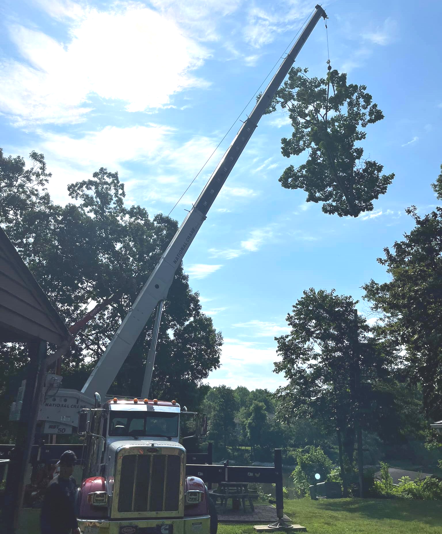 crane tree removal