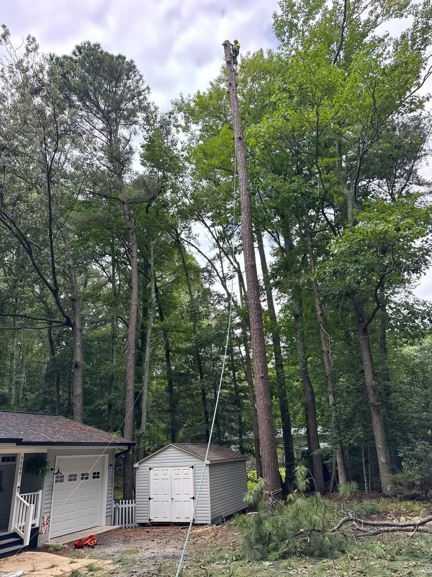 Backyard beside a house and shed, with tall trees and one tree snapped and leaning upward.