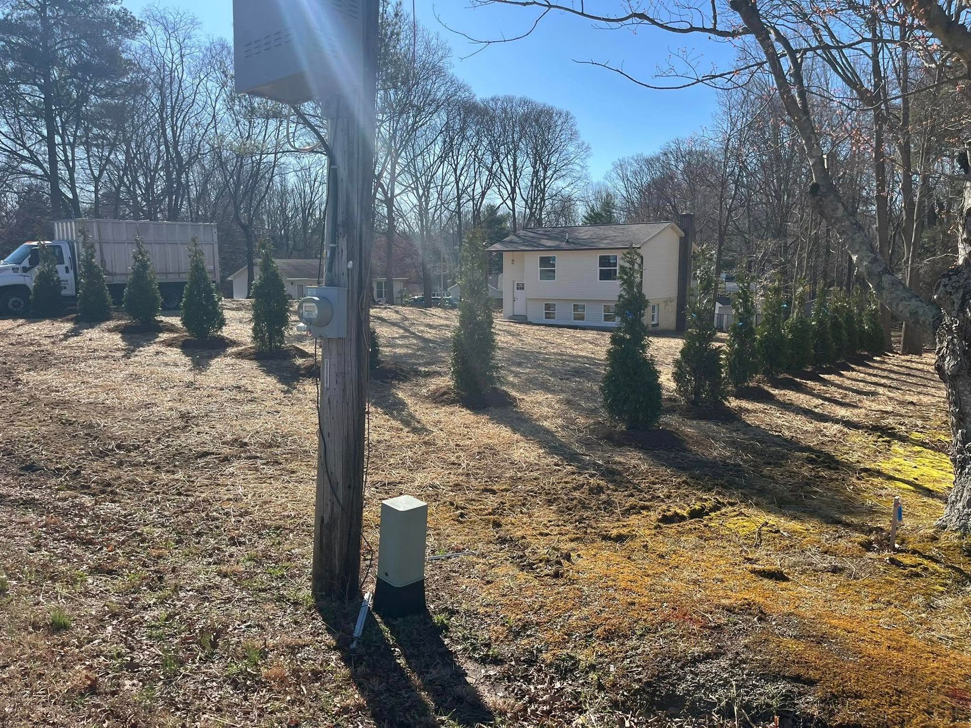 Leaf-covered suburban yard with evergreen shrubs, bare trees, and a house in the background.