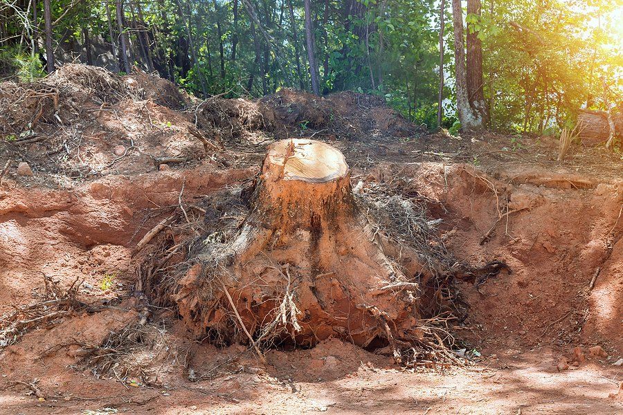 A tree stump is sitting in the middle of a dirt field.