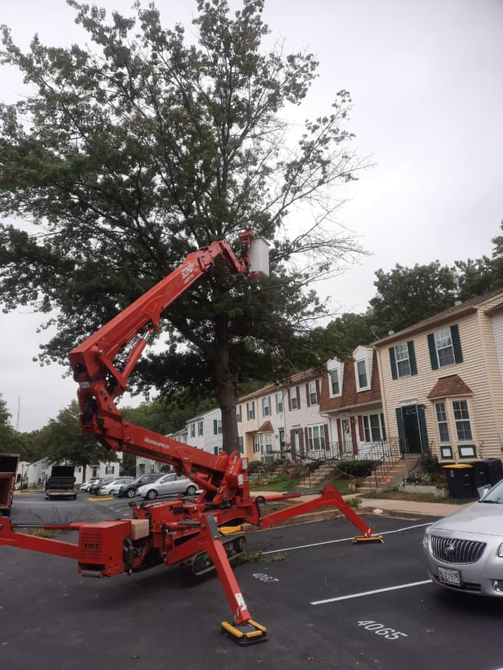 tree trimming Suitland, MD