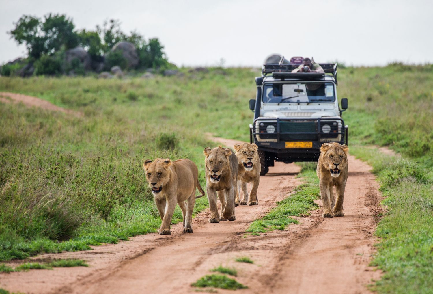Wildlife