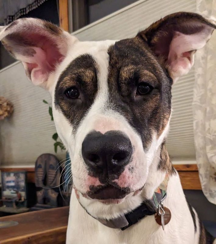 Cute dog