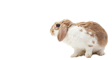 Een bruin en wit konijn zit op een witte achtergrond.