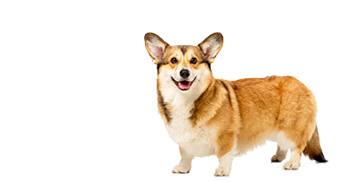 Een bruine en witte corgihond staat voor een witte achtergrond.
