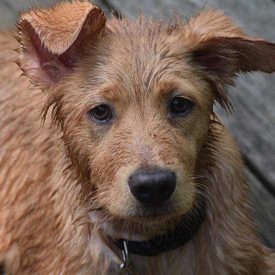 Een close-up van een bruine hond met een zwarte halsband die naar de camera kijkt.