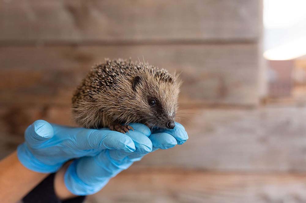 Dierenkliniek Papendrecht werkt nauw samen met de egelopvang in Papendrecht.