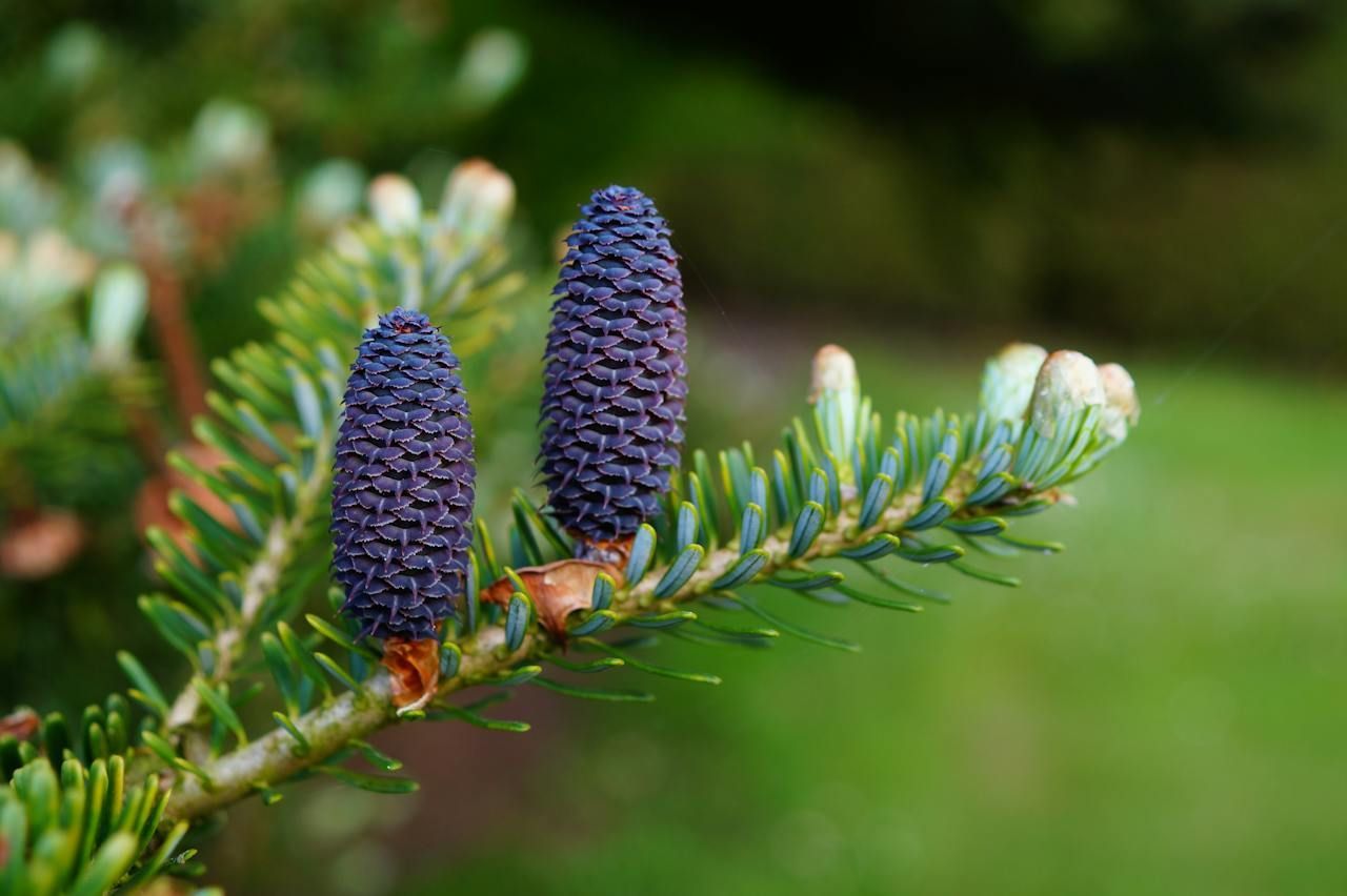 Two purple pine cones are growing on a pine tree branch.