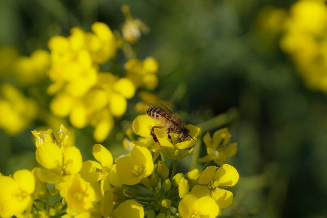 A close up of a bee sitting on a yellow flower.