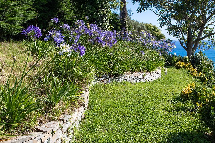 a garden with flowers and a view of the ocean