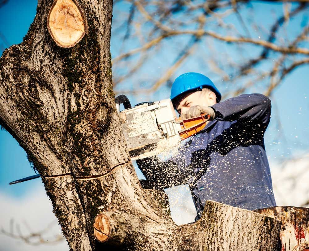 Tree Service — Daytona Beach, FL — Dave's Tree Service