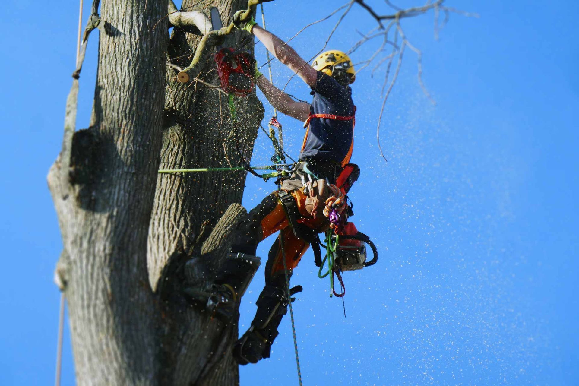 Tree Removal — Daytona Beach, FL — Dave's Tree Service