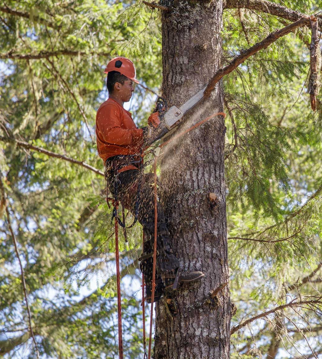 Tree Cutting — Daytona Beach, FL — Dave's Tree Service