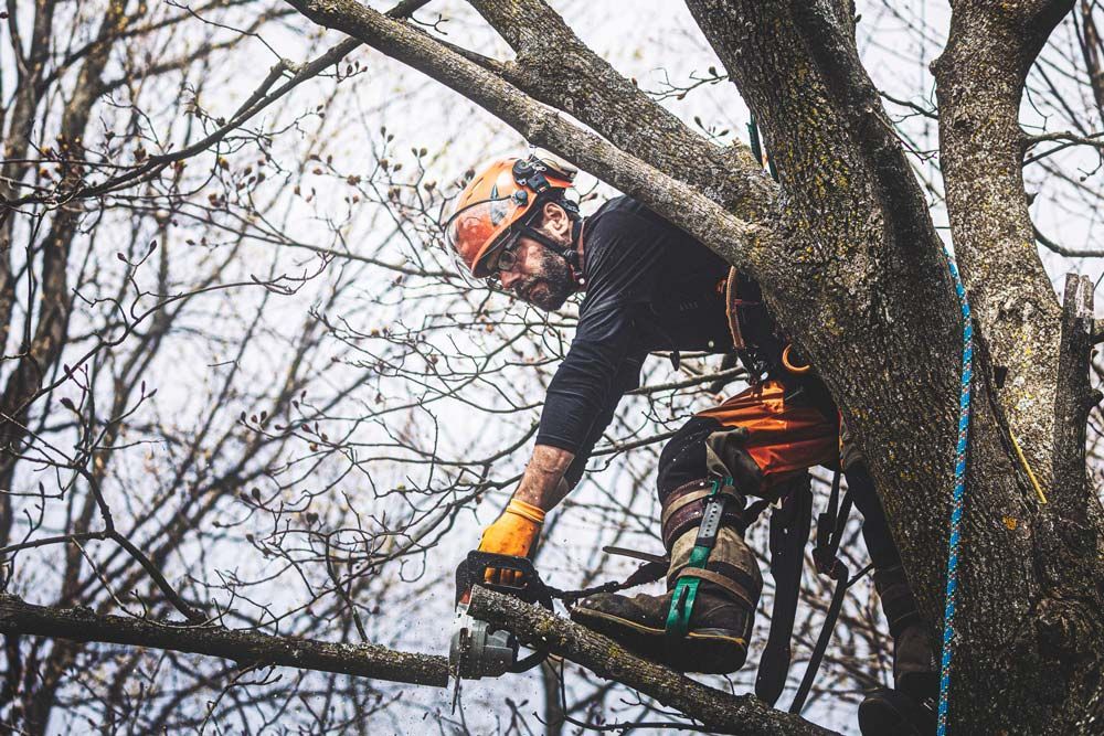 Branch Pruning — Daytona Beach, FL — Dave's Tree Service
