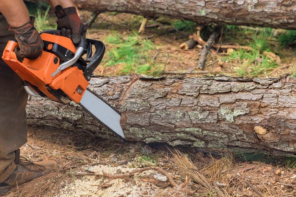 Cutting Down A Tree — Daytona Beach, FL — Dave's Tree Service