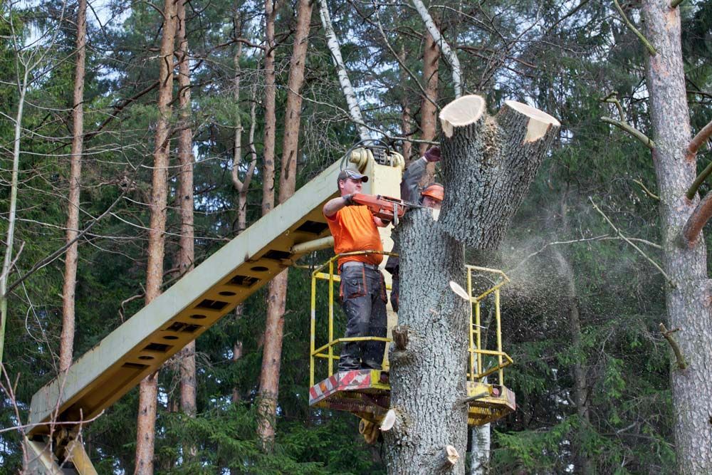 Tree Cutting Using Chainsaw — Daytona Beach, FL — Dave's Tree Service