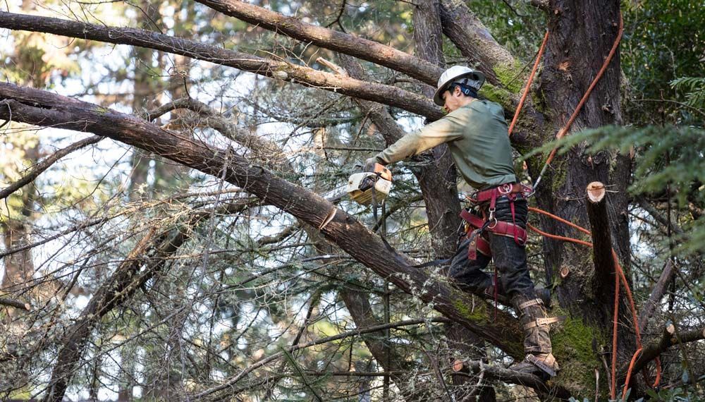 Tree Cutter — Daytona Beach, FL — Dave's Tree Service