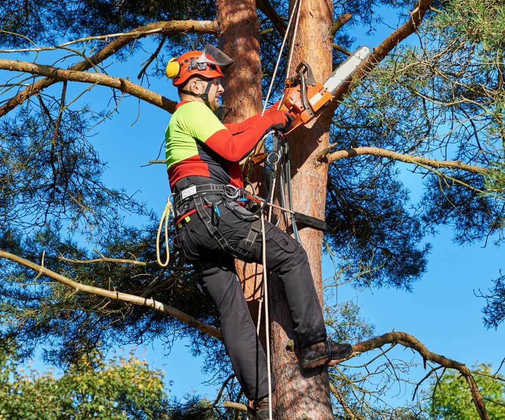 Tree Trimming — Daytona Beach, FL — Dave's Tree Service