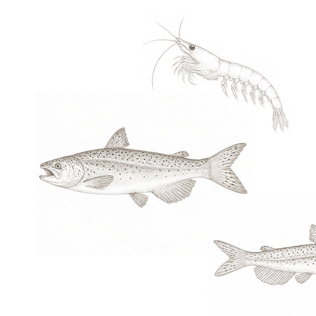 Fish and shrimp illustrations on a white background