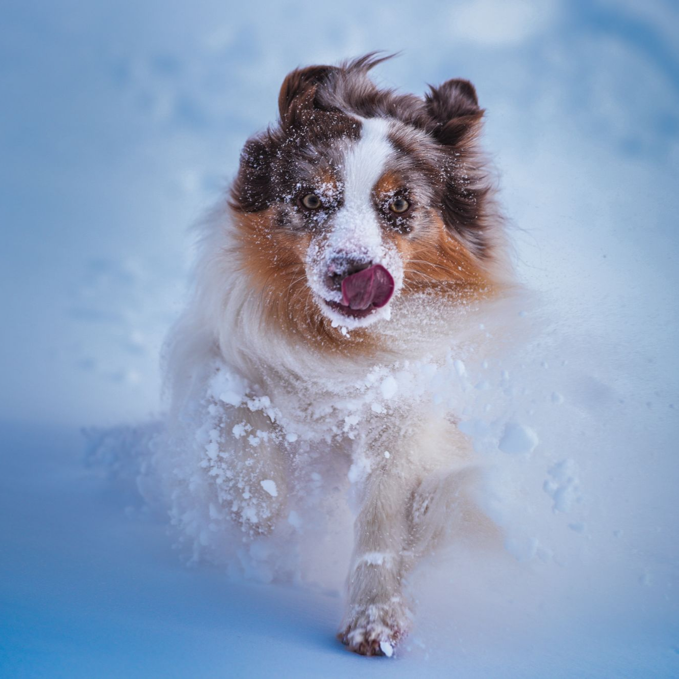 Dog running through snow with tongue out, brown-and-white fur, kicking up snowflakes