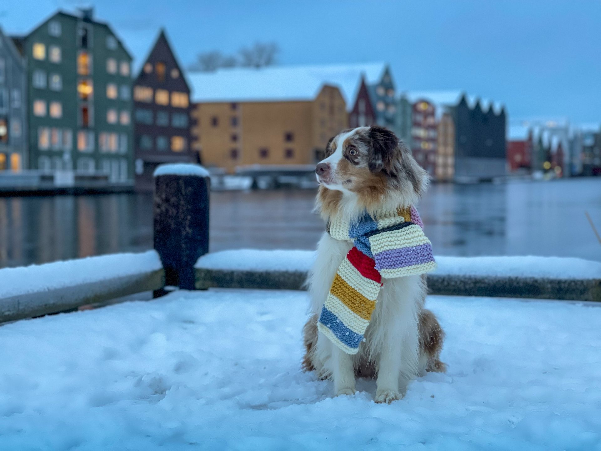 Small dog in a striped sweater sitting on snowy dock by a waterfront at dusk