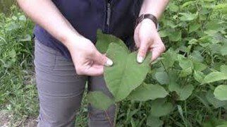 a Person holding a knotweed leaf between their hands