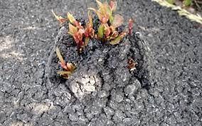 Japanese knotweed bursting through tarmac