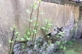 Japanese knotweed growing out of a wall