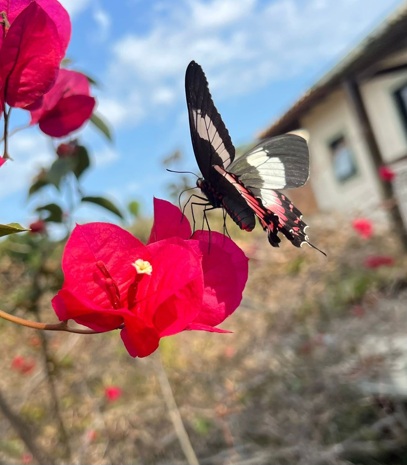 Borboleta em flor rosa brilhante contra um jardim externo desfocado com um edifício ao fundo.