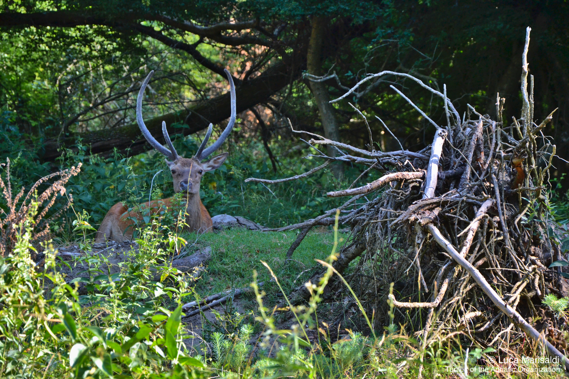 cervo mesola escursione naturalistica