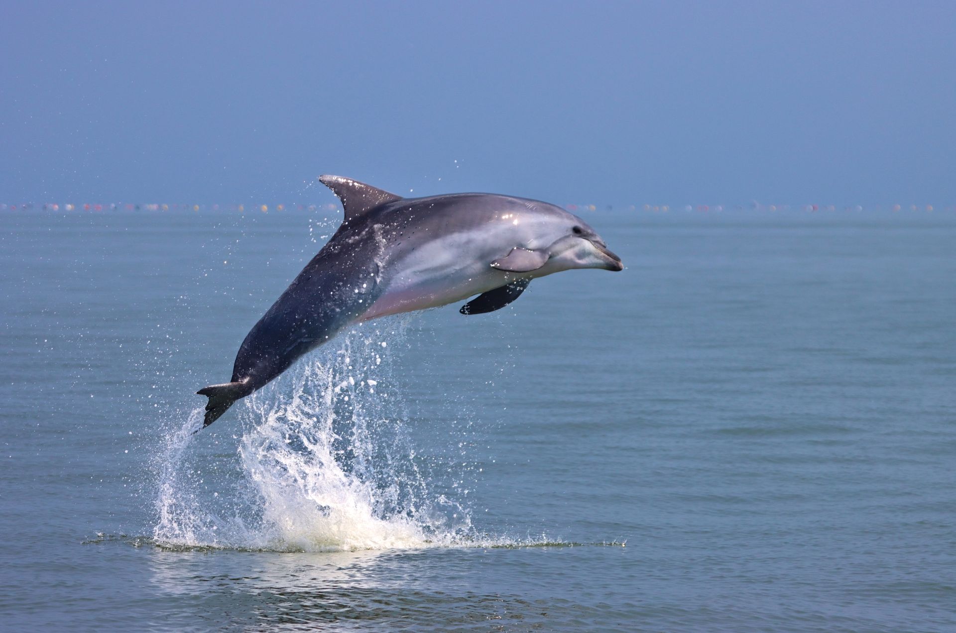 salto delfino mare