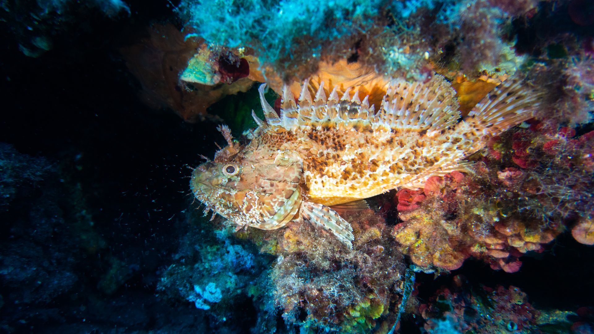 avvistamento delfini mare