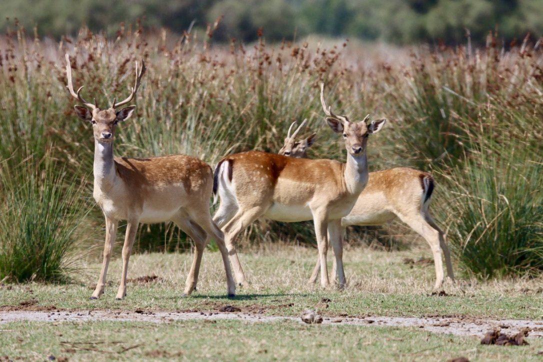 fauna biodiversità daini parco