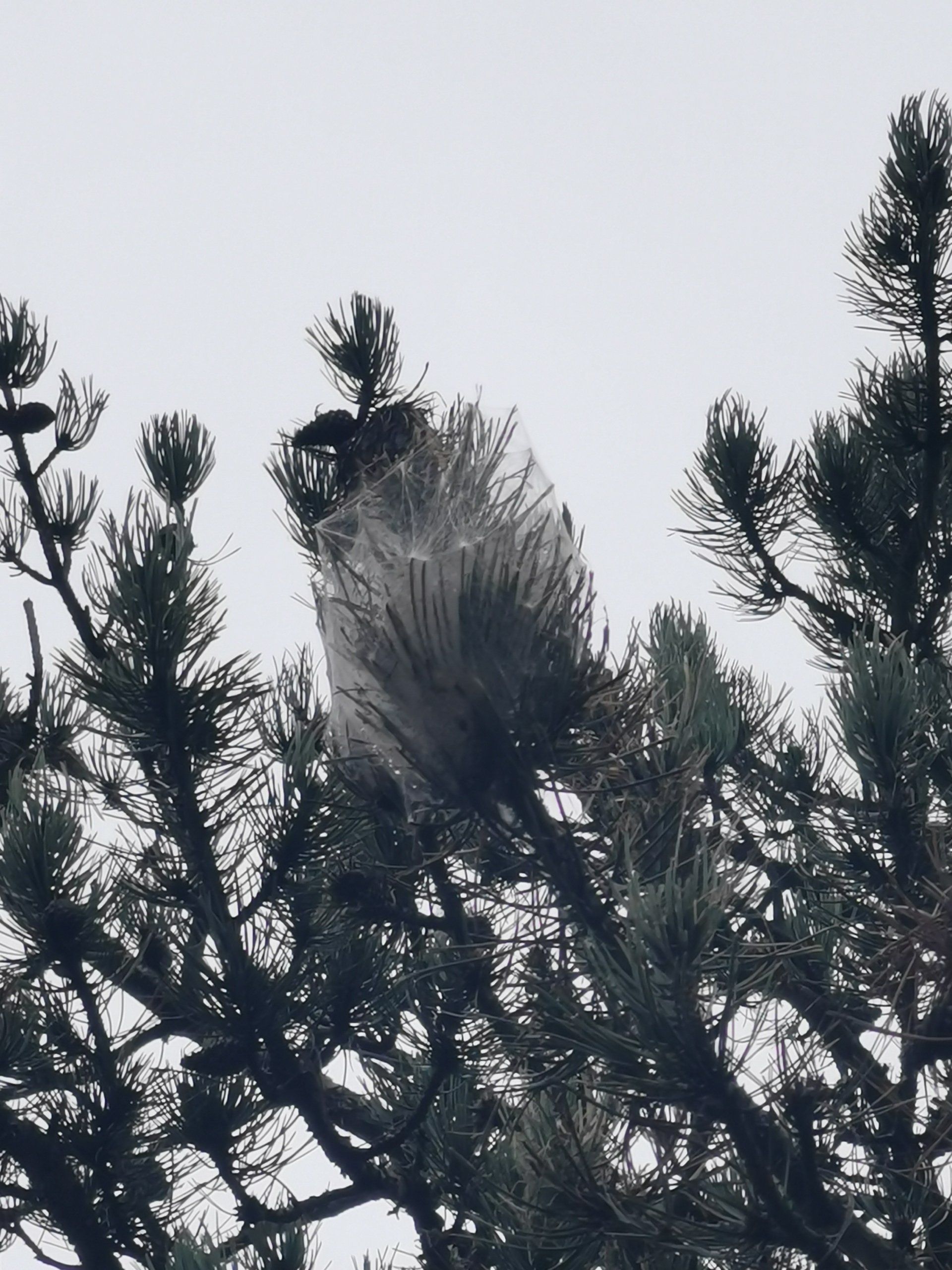 Un oiseau assis au sommet d'un pin