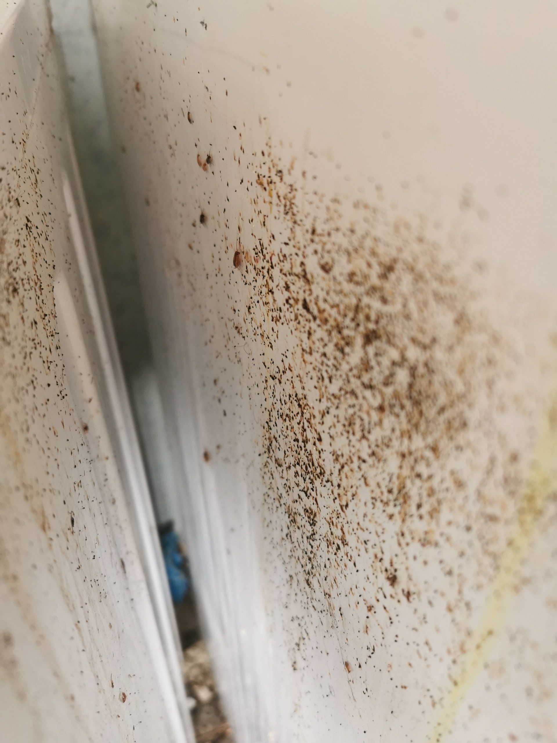 Infestation de Blattes à Auxerre