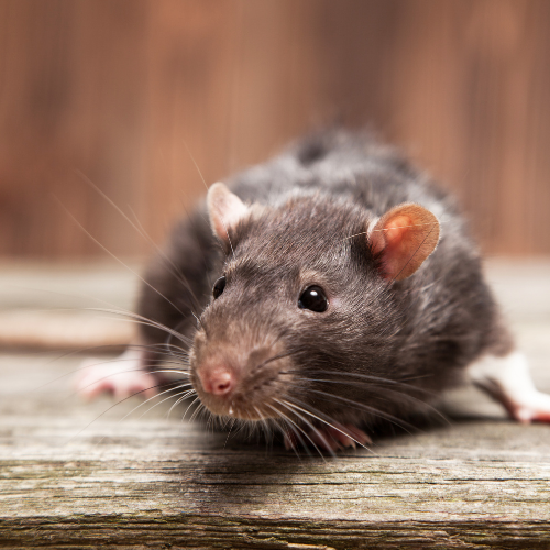 Rat brun dans une maison à Joigny
