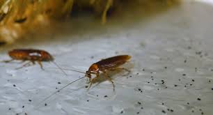 Deux cafards rampent sur une surface blanche.