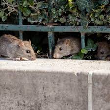 Trois souris regardent à travers une clôture.