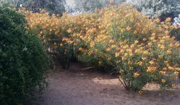 A bush with yellow flowers and green leaves in a garden.