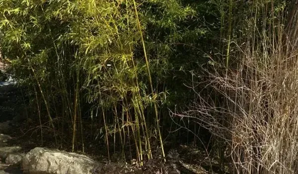 A bamboo forest with rocks and trees in the foreground and a river in the background.