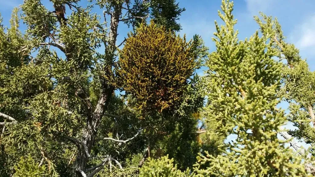 A tree with lots of leaves and branches against a blue sky.