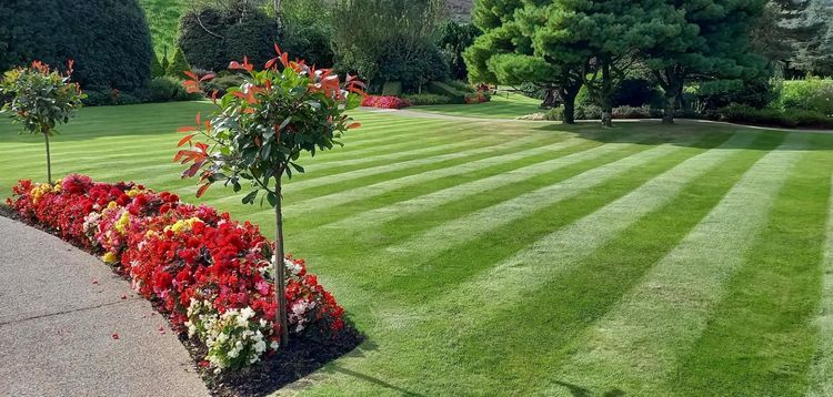A lush green lawn with a row of flowers in the foreground.