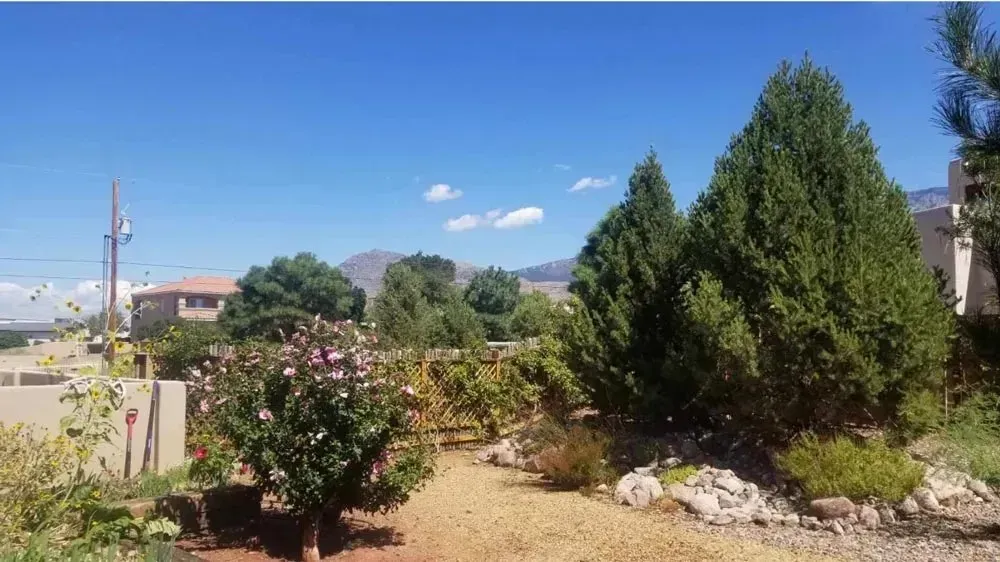 A row of trees in a yard with a house in the background.